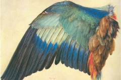 Wing of a European Roller is a nature study watercolor by Albrecht Dürer, 1512